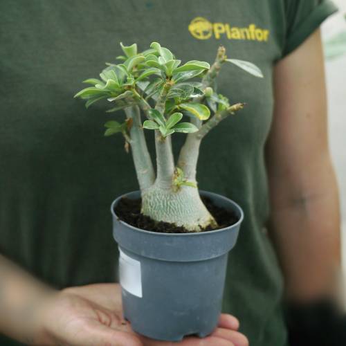 Rosa do deserto - Flores rosas