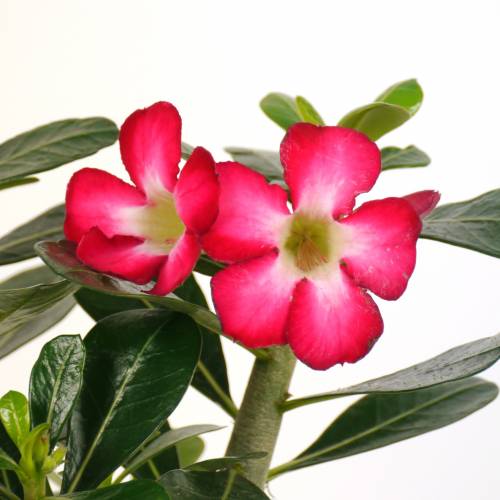 Rosa do deserto - Flores vermelhas : venda Rosa do deserto - Flores  vermelhas / Adenium obesum rubra