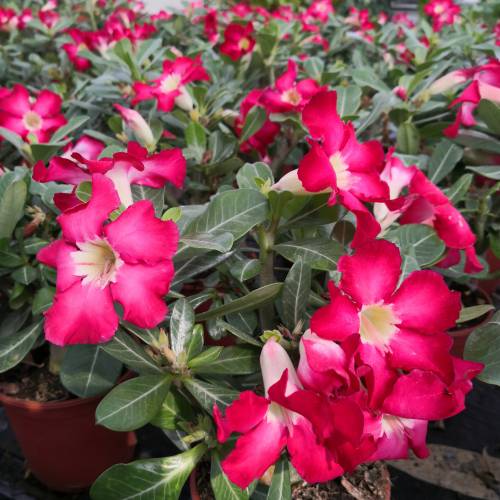 Rosa do deserto - Flores vermelhas : venda Rosa do deserto - Flores  vermelhas / Adenium obesum rubra