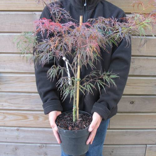 Bordo do Japo 'Dissectum Garnet'