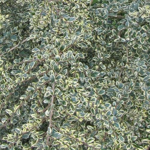 Azara com folhas variegadas