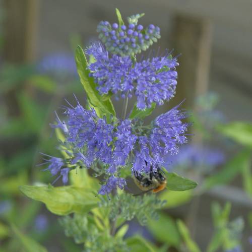 Caryopteris cl. Worcester Gold