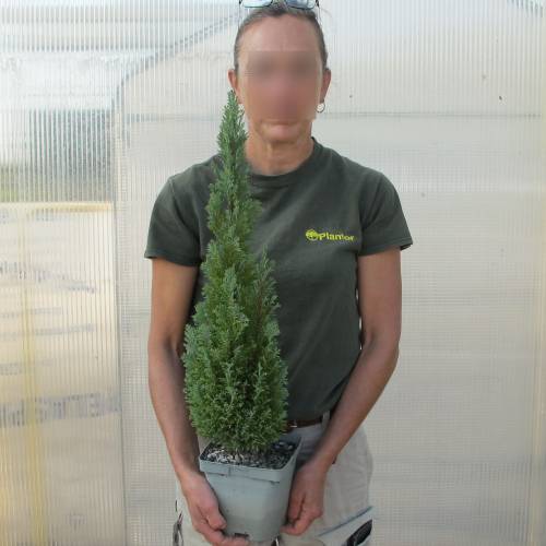 Cipreste de Lawson 'Ellwoodii'