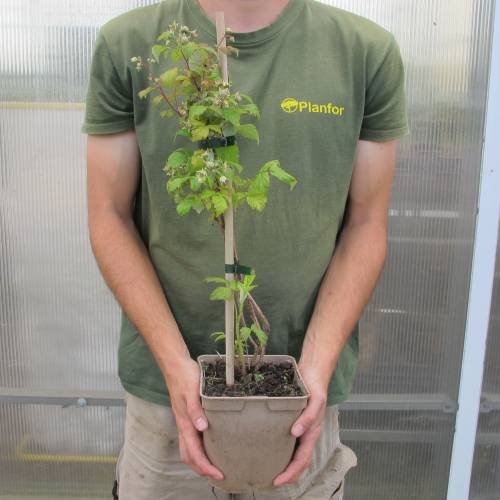 Framboesa 'Heritage'