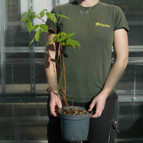 Framboesa 'Heritage'