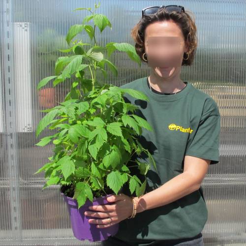 Framboesa 'Heritage'