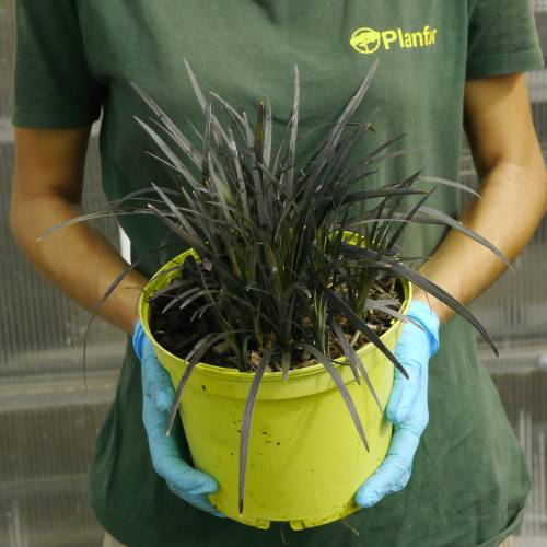 Ofiopgo negro