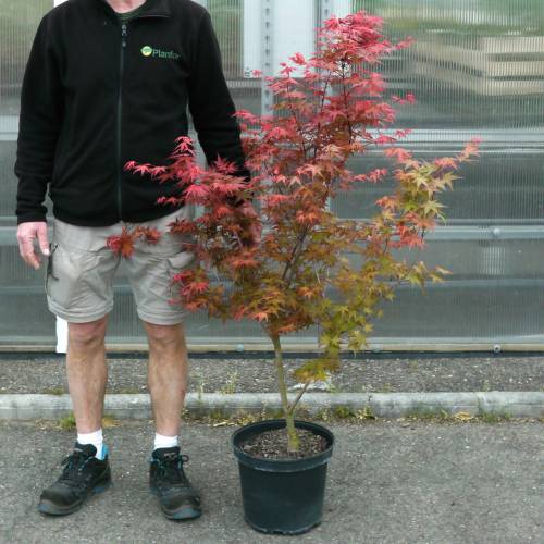 Bordo do Jap�o 'Deshojo'