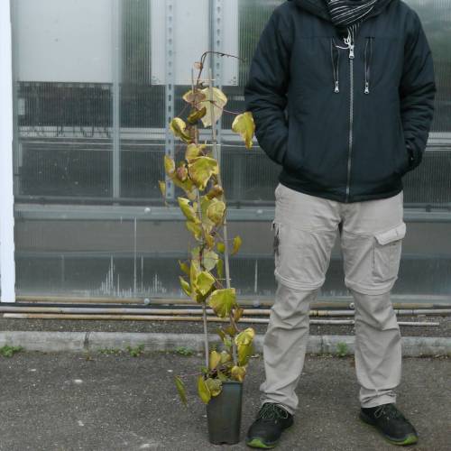 Hera de Colchide 'Dentata Variegata'