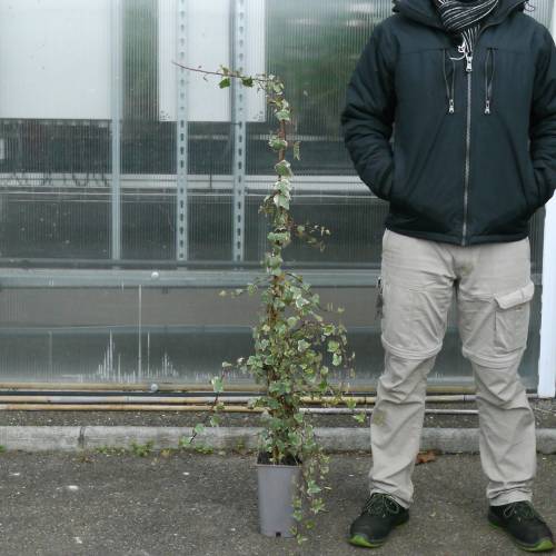 Hera comum 'Glacier'