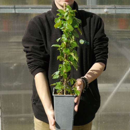 Hort�nsia trepadeira