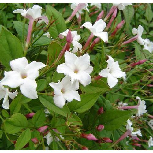 Jasmim branco : venda Jasmim branco / Jasminum officinalis