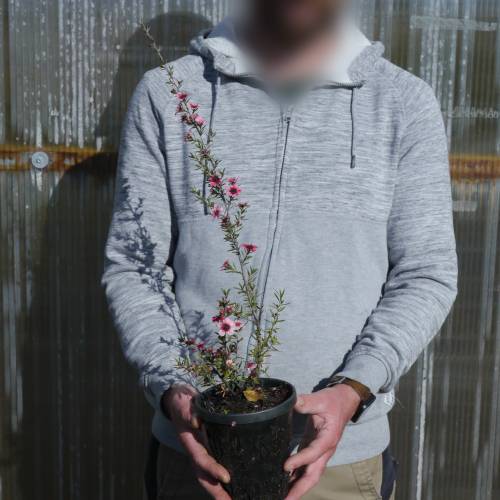 Leptospermum scoparium Rosa, Manuka Rosa