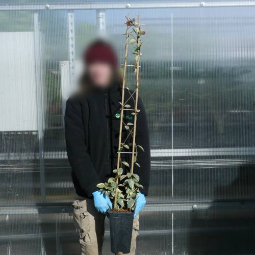 Jasmim estrelado variegada