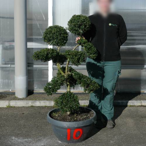 Azevinho ondulado specimen