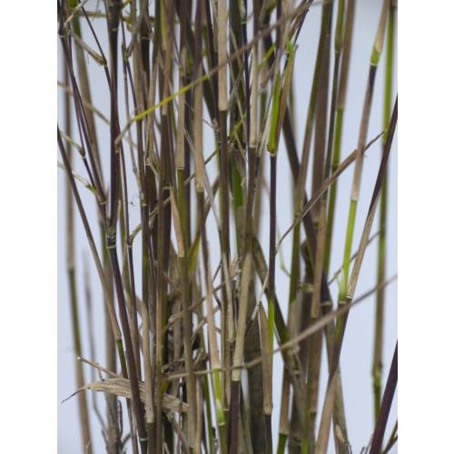 Bambu Fargesia nitida 'Black Pearl'