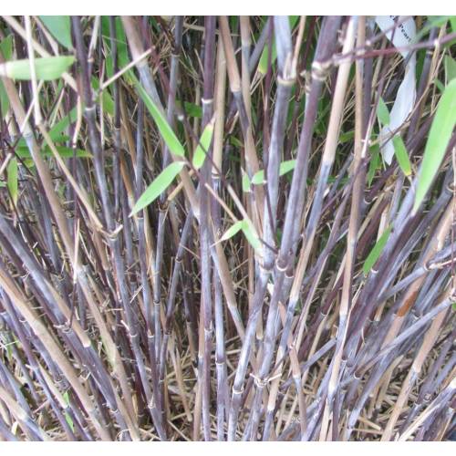 Bambu Fargesia nitida 'Black Pearl'