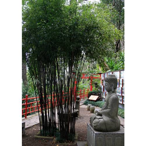 Bambu Phyllostachys nigra