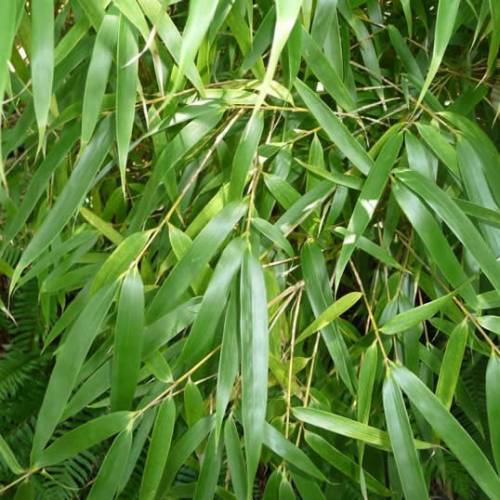 Bambu Fargesia rufa
