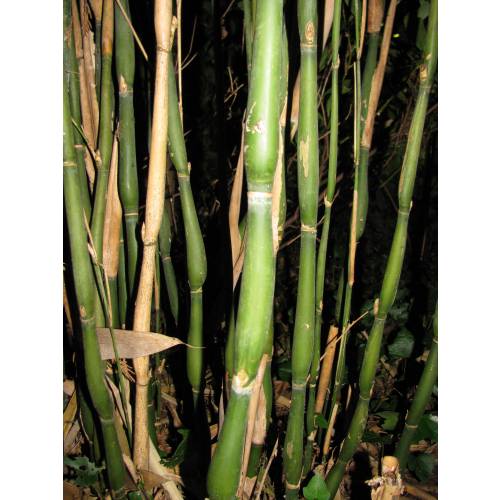 Bambu Metake Tsutsumiana