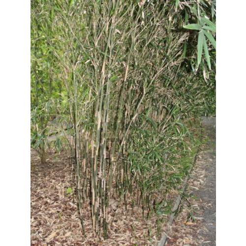 Bambu Pleioblastus chino