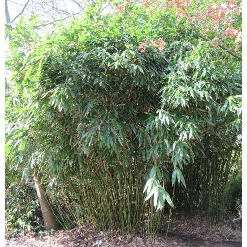 Bambu Hibano. tranquillans