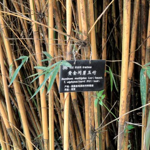 Bambu Bambusa multiplex Alphonse Karr