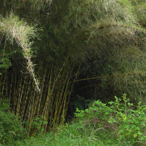 Bambu Chusquea couleou