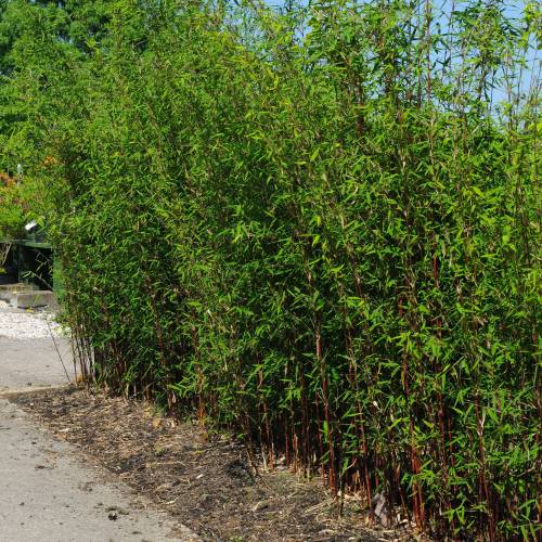 Bambu Fargesia Jiuzhaigou Genf Red