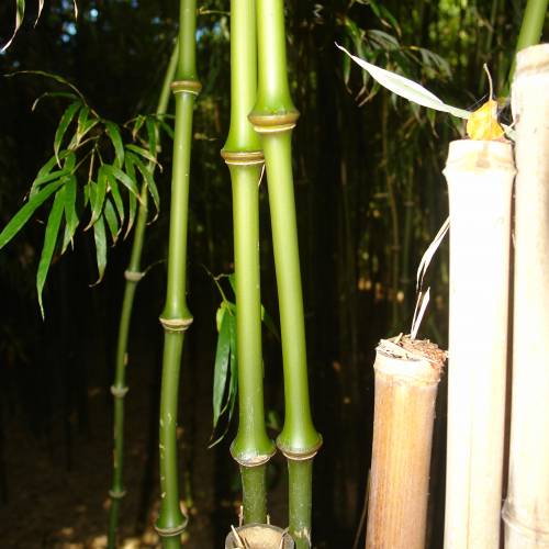 Bambu Chimono. tumidissinoda microphylla