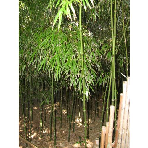 Bambu Chimono. tumidissinoda microphylla