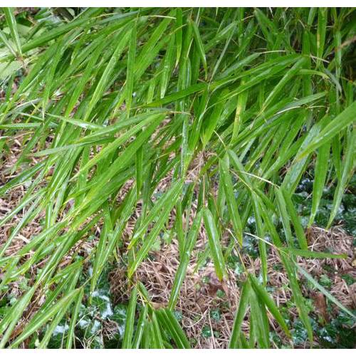 Bambu Chimono. tumidissinoda microphylla