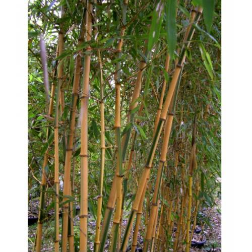 Bambu Phyllostachys b. Castillonis