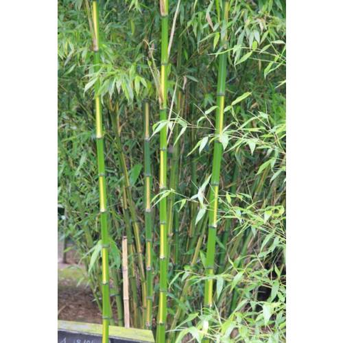 Bambu Phyllostachys b. C. inversa