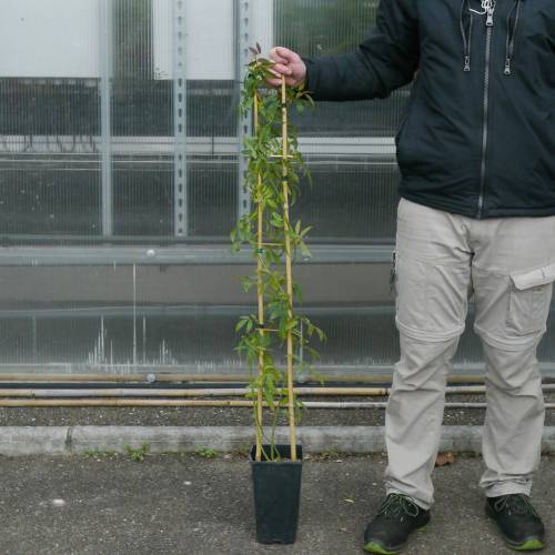 Roseira de Banks 'Lutea'