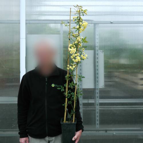 Roseira de Banks 'Lutea'
