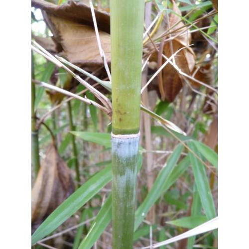 Bambu Fargesia angustissima