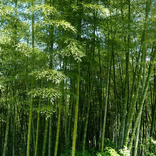 Bambu Moss