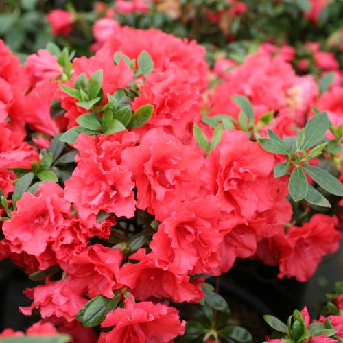 Azlea japonesa 'Princesse Deborah'