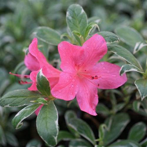 Az�lea japonesa 'Salmon's Leap'