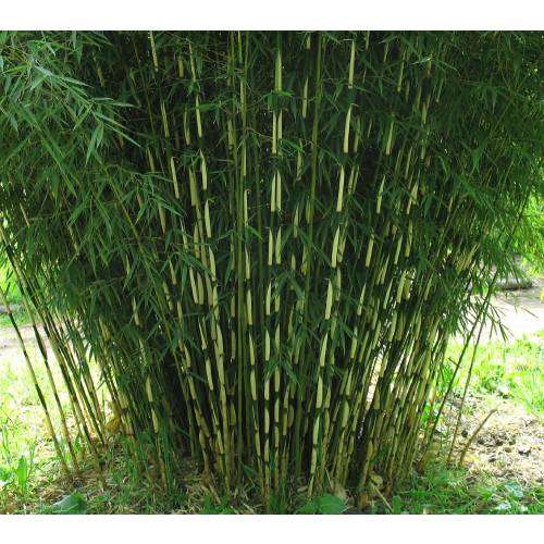 Bambu Fargesia robusta 'Campbell'