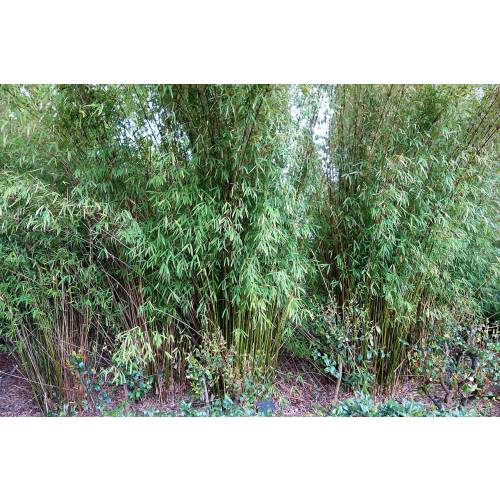 Bambu Bambusa textilis 'Gracilis'