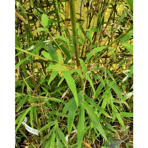 Bambu Bambusa textilis 'Gracilis'