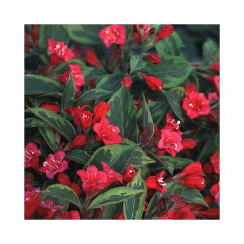 Weigelia 'Brigela'