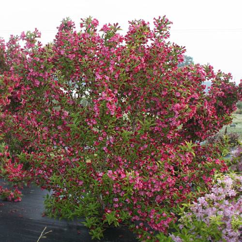 Weigelia 'Brigela'