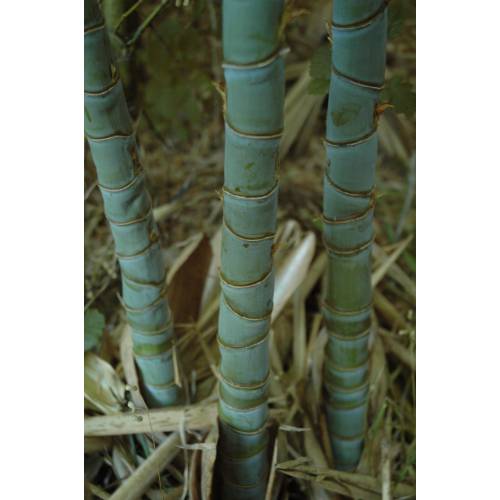 Bambu Phyllostachys aurea