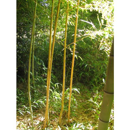 Bambu Phyllostachys aurea H