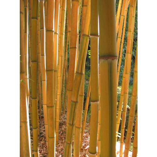 Bambu Phyllostachys aureo. Spect