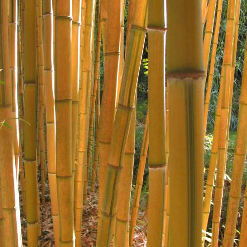 Bambu Phyllostachys aureo. Spect