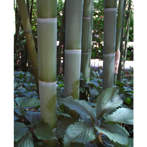 Bambu Phyllostachys viridis